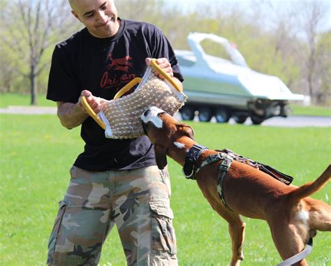 steel boxer dog|Steel Boxer Dog .